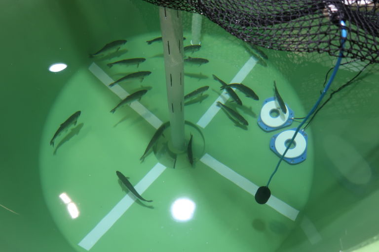 cawthron institute - finfish research centre completed