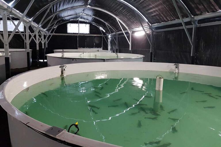 Seafarms – Prawn Broodstock Maturation System, Aquaculture Projects, Fresh by Design