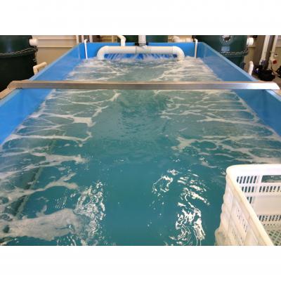 Live Seafood Holding Systems