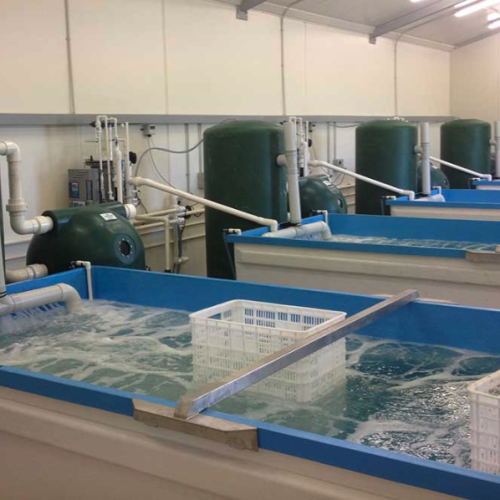 Live Seafood Holding Systems
