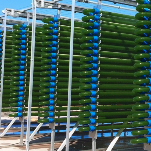 Varicon Aqua ‑ Algal Photobioreactors