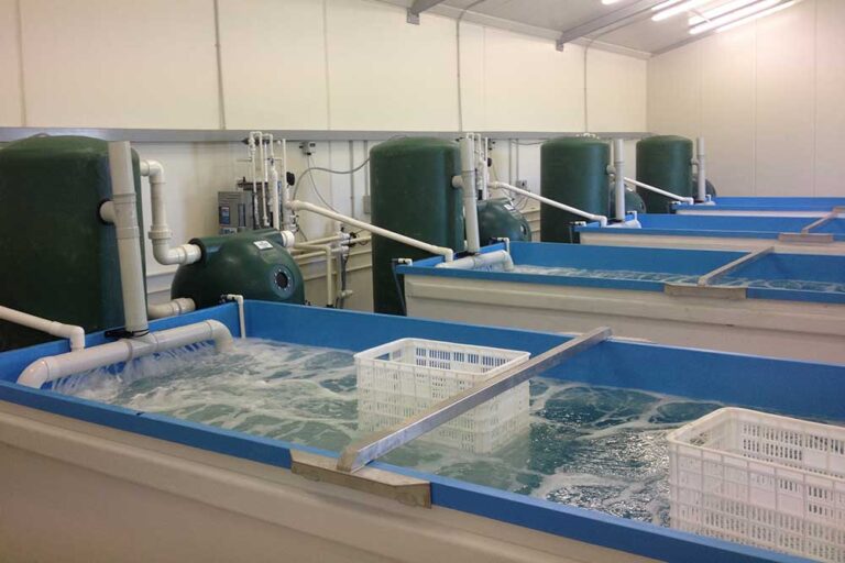 Cray8 Fisheries Lobster Holding Facility, Aquaculture Projects, Fresh by Design