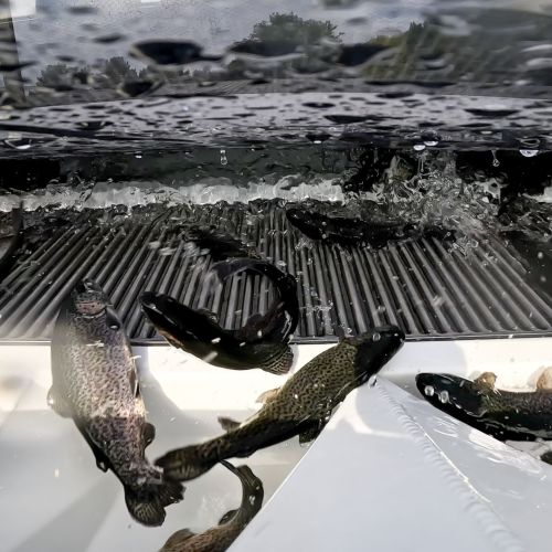 Aqua Life BioTrac Belt Grader