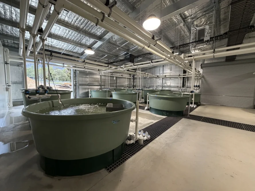 Macquarie Perch Recovery Centre, Snobs Creek VIC