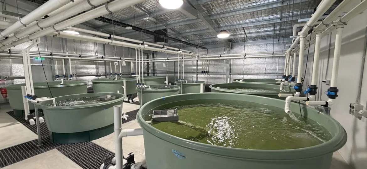 Macquarie Perch Recovery Centre, Snobs Creek VIC