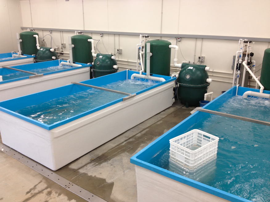 Live Seafood Holding Systems